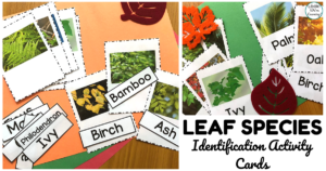 Printable Leaf Identification Activity Cards
