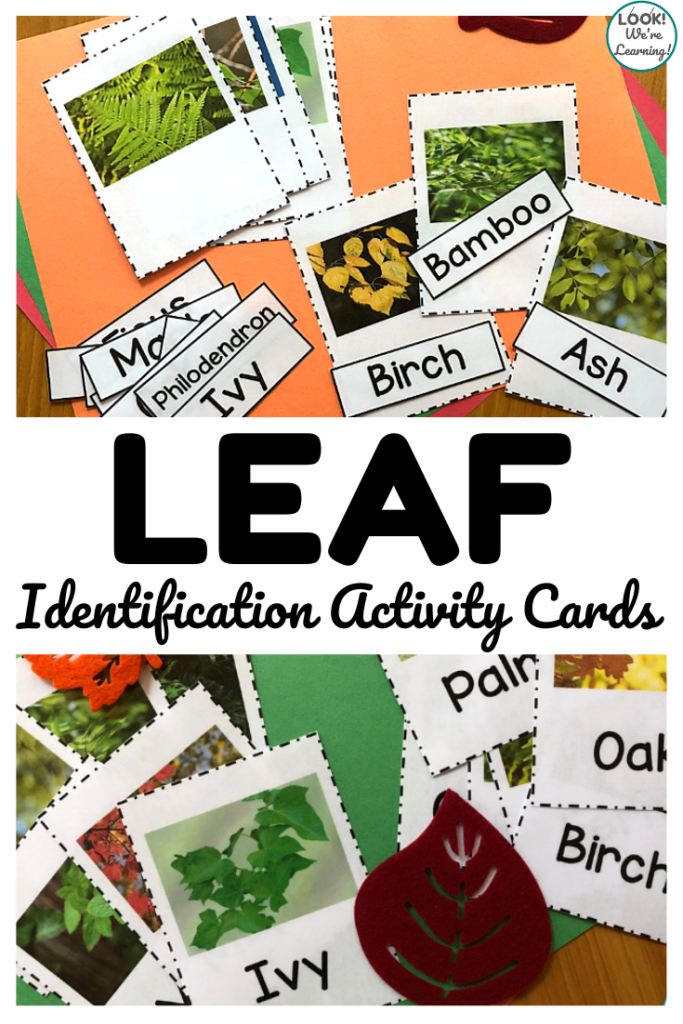 Use these realistic leaf identification activity cards to help students recognize common tree species!