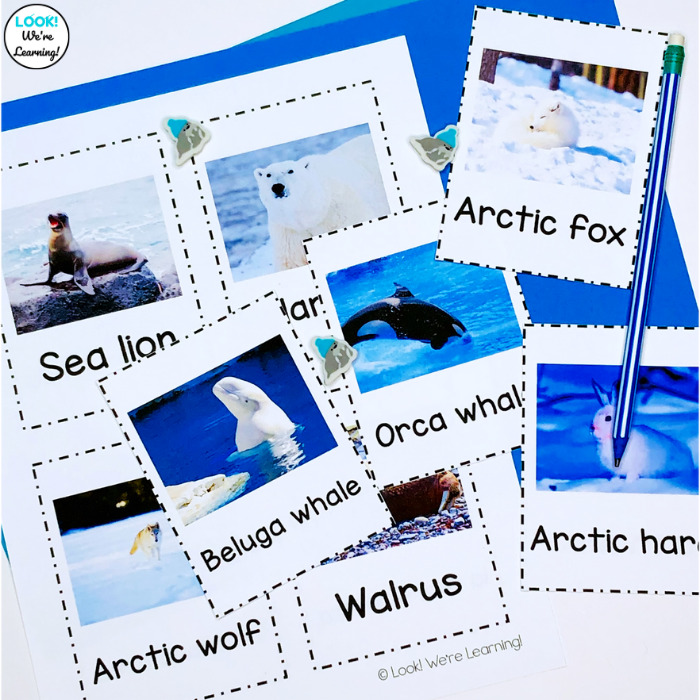 Arctic Animals Flashcards for Kids