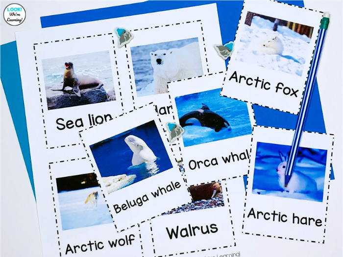 Simple Arctic Animals Flashcards for Kids