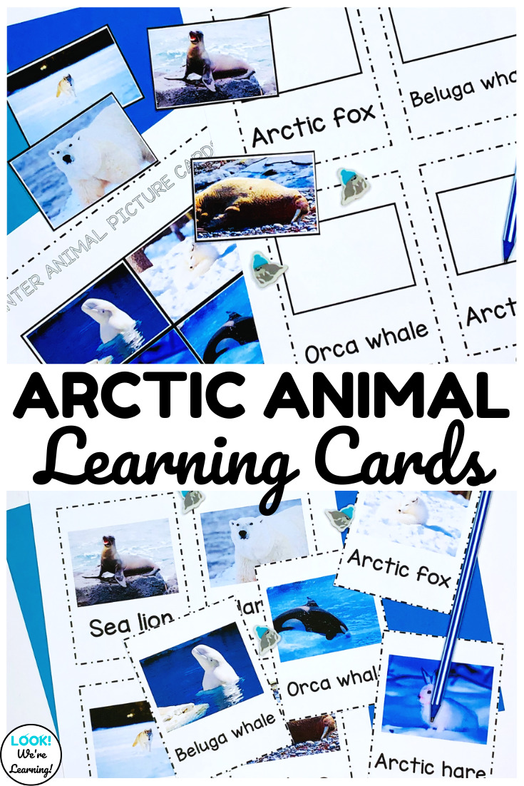 Details about    ANIMAL CARDS-farm/zoo/birds/hibernate/noctural/sea/insects/polar/babies BUY ALL 