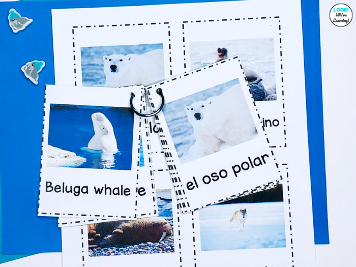 Spanish and English Arctic Animal Cards