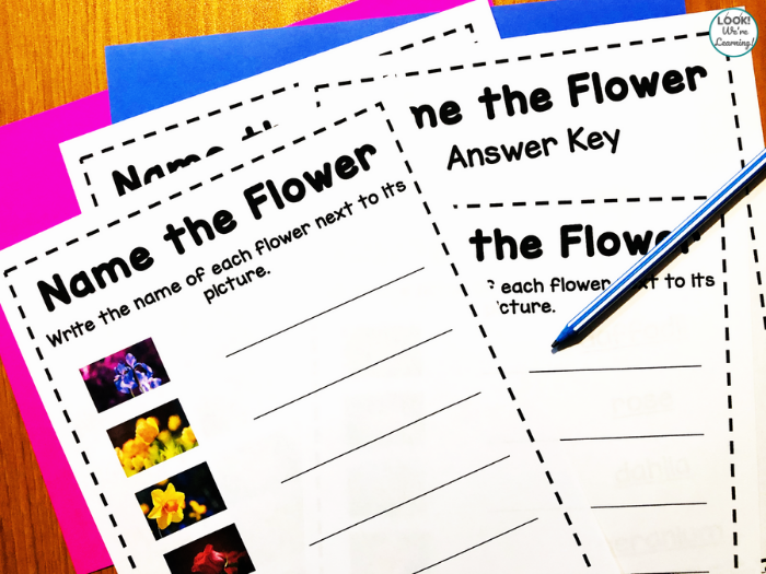 Flower Identification Activity for Early Grades