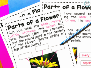 Parts of a Flower Activity for Kids