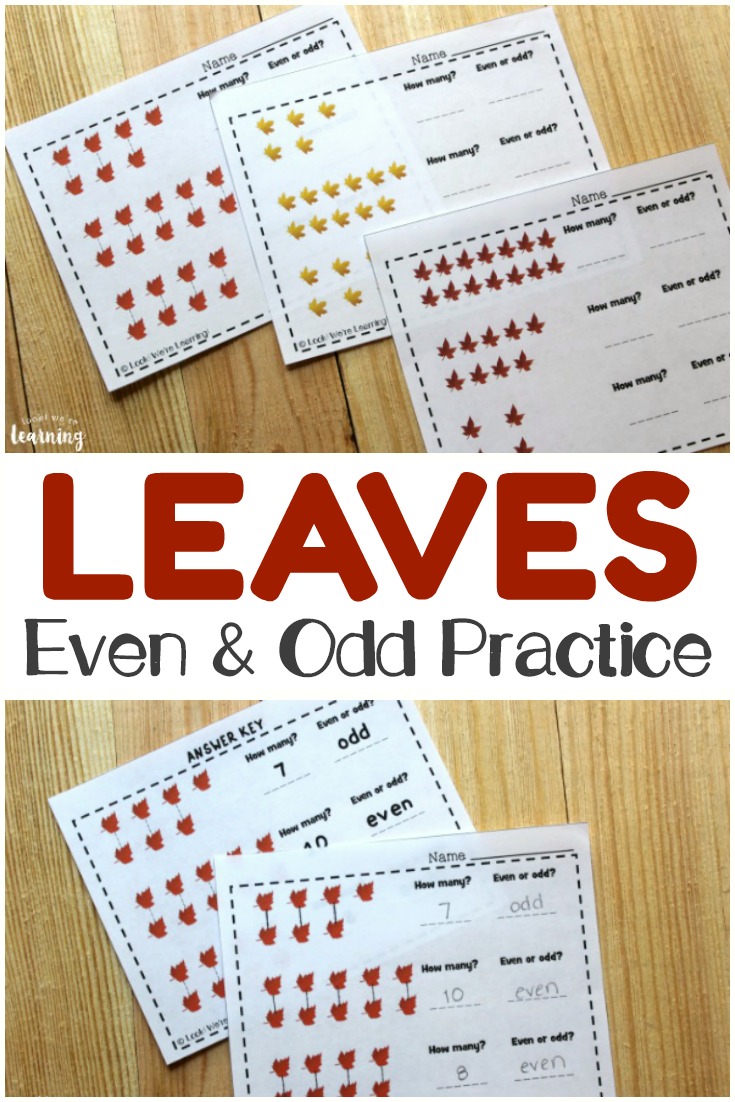 Work on recognizing even and odd numbers with your students using these Fall Leaf Even and Odd Practice printables!