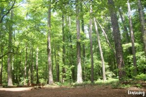 Hard Labor Creek State Park