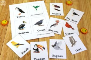 Bird Identification Flashcards for Kids