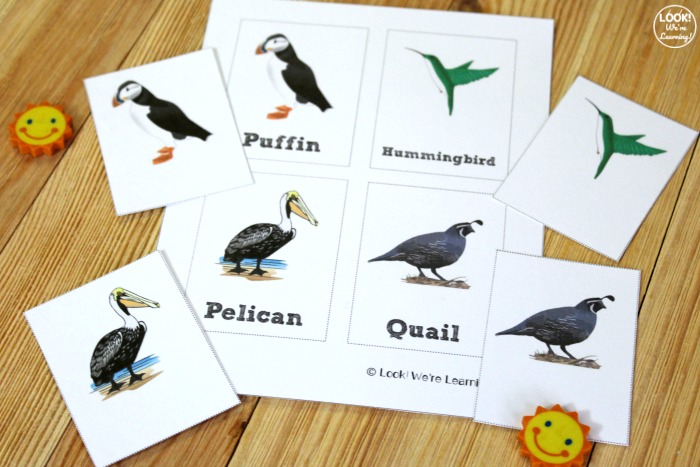 Printable Bird Identification Flashcards for Kids