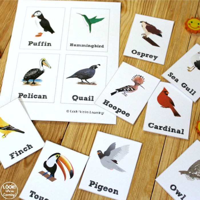 Printable Bird Identification Flashcards