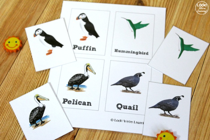 Simple Bird Identification Flashcards for Kids