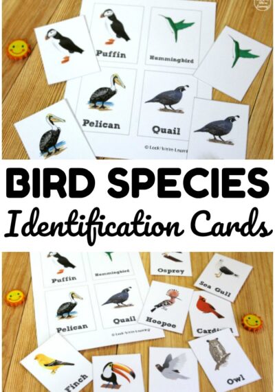 These simple bird species identification cards are fun for learning about common bird species during spring! Use them with early grades science lessons!