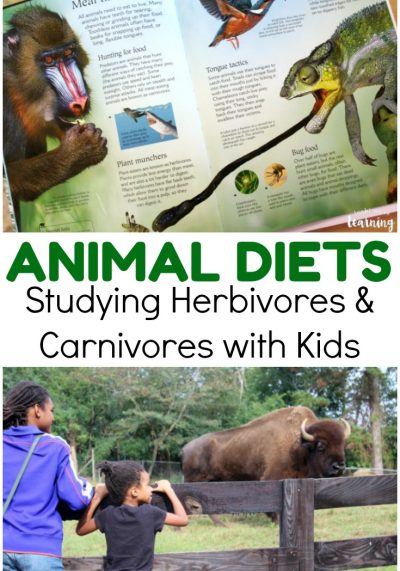 Animal science isn't complete without a lesson on animal diets. See how we learned about herbivores and carnivores with BookShark!