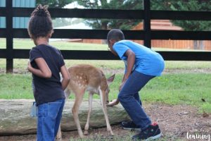 Feeding Animals at a Wildlife Refuge