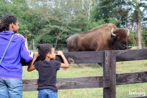 Learning about Animal Diets