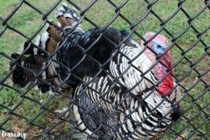 Observing Animal Diets