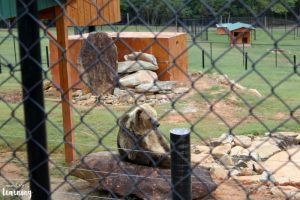 Observing Animals Who are Omnivores