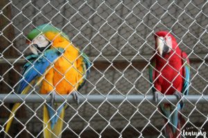Studying Animal Diets at a Wildlife Refuge