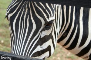 Studying Animal Diets with Kids