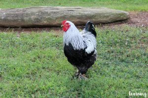 Visiting a Wildlife Refuge to Learn about Animal Diets