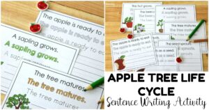 Fun Apple Tree Life Cycle Sentence Writing Activity
