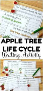 This printable apple tree life cycle sentence writing activity is such an easy to teach fall science and ELA at the same time!