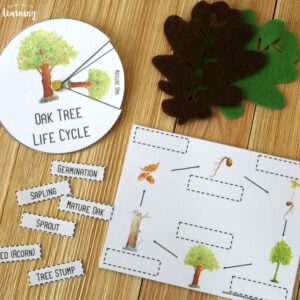 Oak Tree Life Cycle Activity