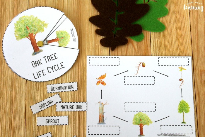 Printable Oak Tree Life Cycle Activity