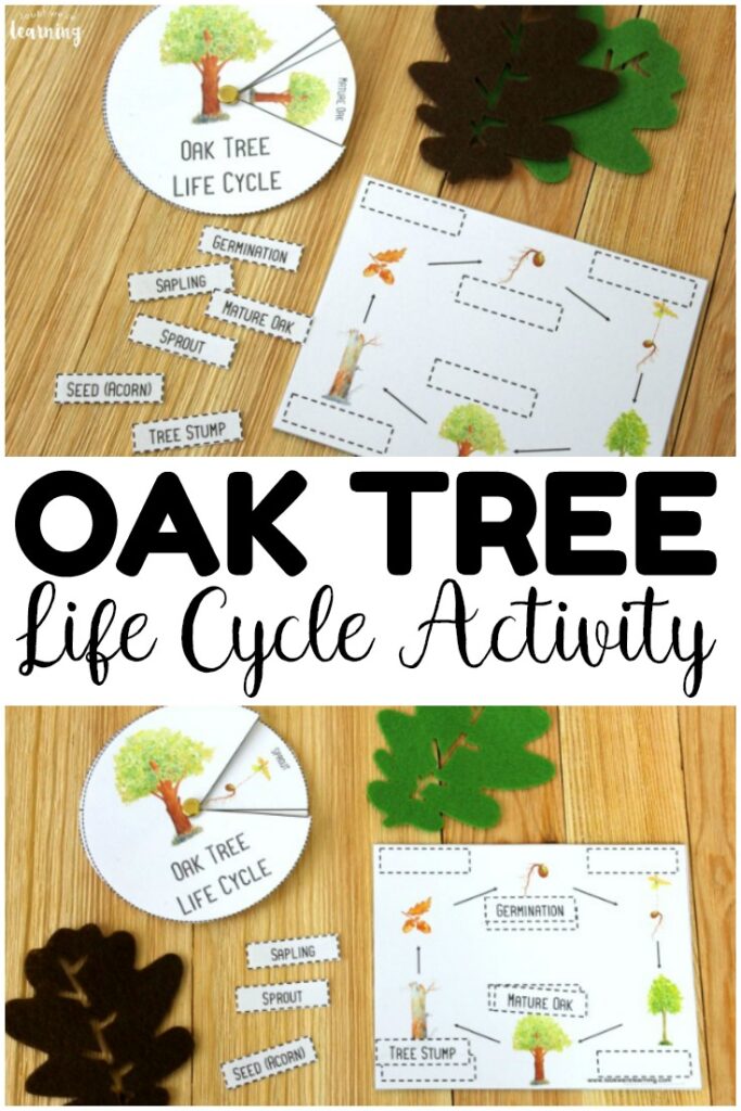 This easy oak tree life cycle activity is such a fun way to teach kids about how trees grow during fall! Take it with you on a nature walk or use at fall centers!