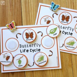 Butterfly Life Cycle Activity for Kids
