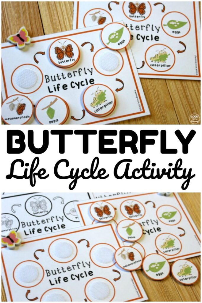 This butterfly life cycle activity is such a fun way to help kids learn how butterflies grow! Great for science during spring and summer!