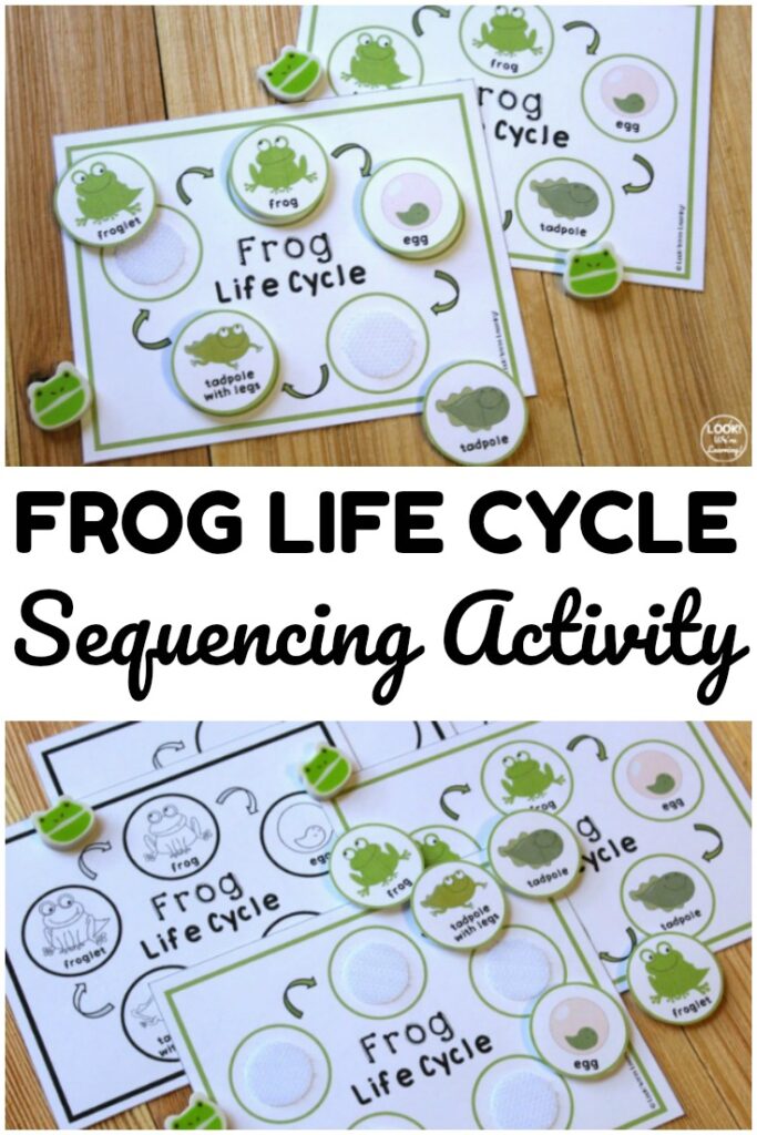 Teach students how frogs develop and grow with this printable frog life cycle sequencing activity! Perfect for hands on science lessons!