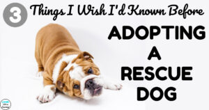 3 Things I Wish I Knew Before Adopting a Rescue Dog