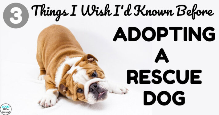 3 Things I Wish I Knew Before Adopting a Rescue Dog