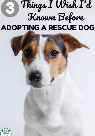 Before you adopt a rescue dog, read the three things I wish I knew before adopting a rescue!