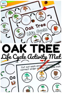 This hands-on oak tree life cycle sequencing activity makes learning about fall plant science fun for early grades!