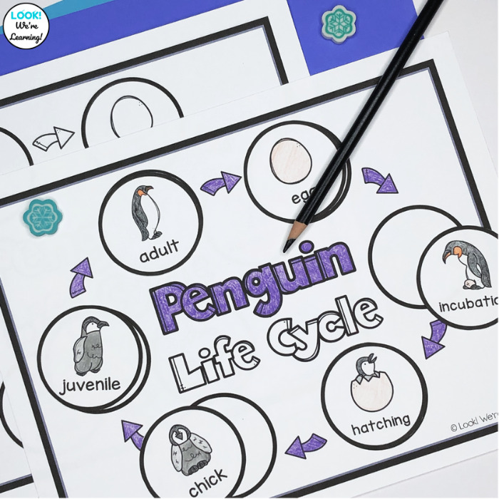 Penguin Life Cycle Coloring Activity