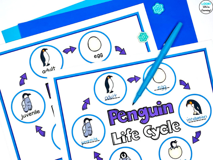 Penguin Life Cycle Labeling Activity