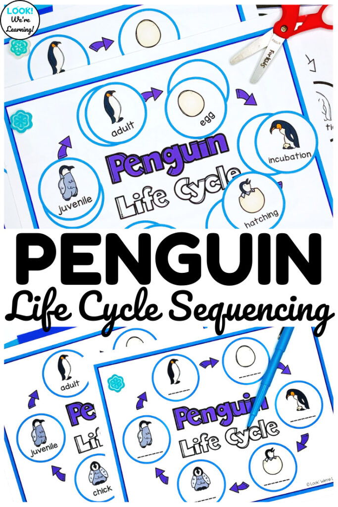 This hands-on penguin life cycle sequencing activity is a simple way to learn about animal science during winter!
