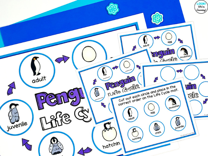 Using a Penguin Life Cycle Sequencing Activity in Morning Tubs