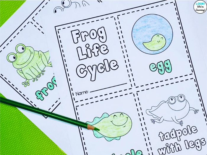 Frog Life Cycle Coloring Activity