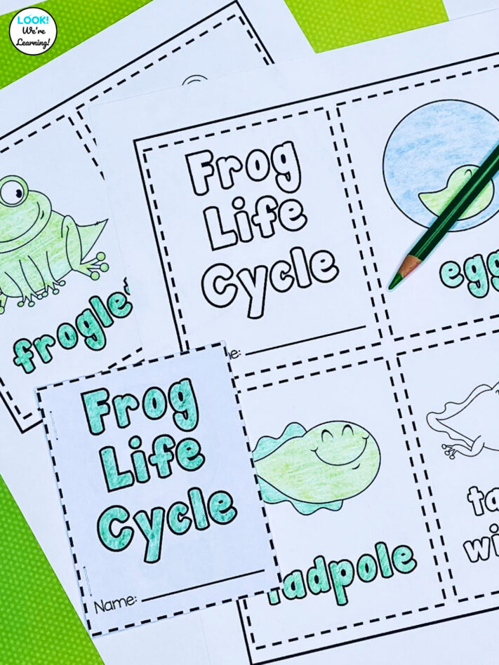 Frog Life Cycle Coloring Book for Kids