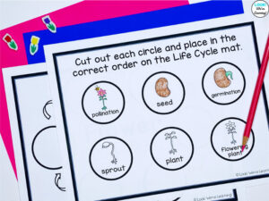 Coloring the Life Cycle of a Flower