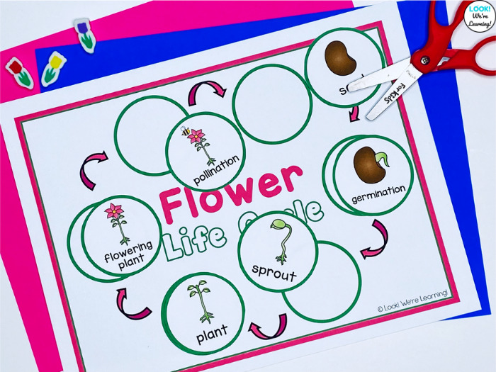 Easy Flower Life Cycle Sequencing Activity for Early Grades
