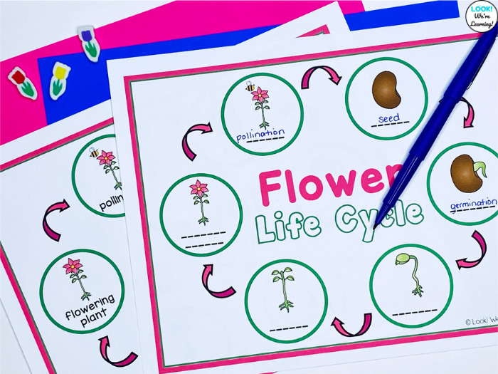Flower Life Cycle Labeling Activity