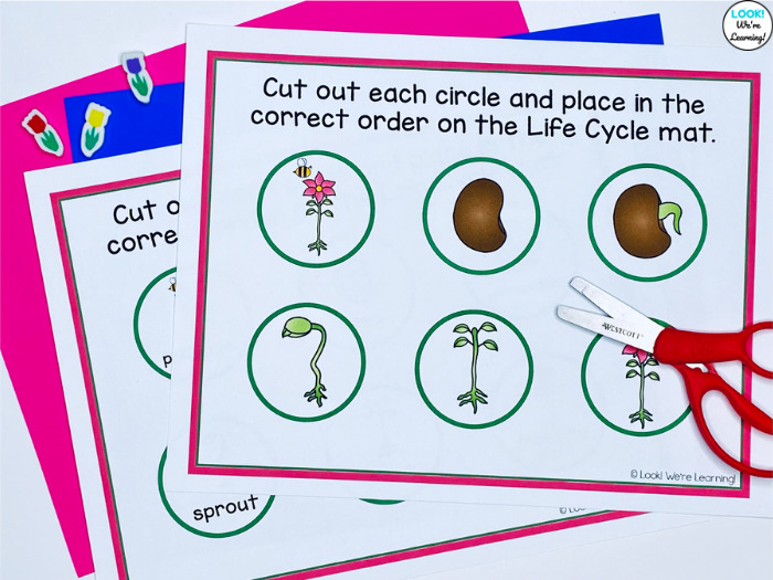 Flower Life Cycle Sequencing Activity Labels