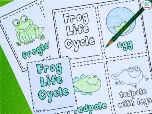 How Frogs Grow for Kids