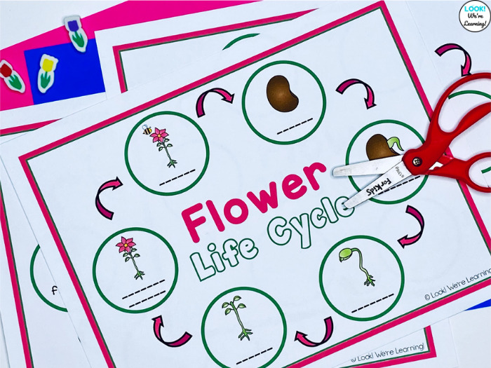 Labeling Stages of the Flower Life Cycle
