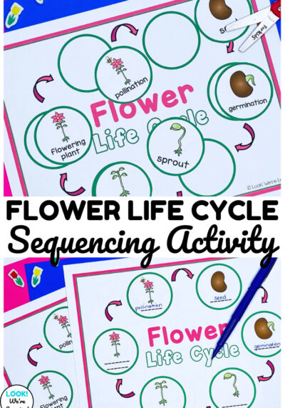 Learn how flowers grow from seed to plant with this hands-on flower life cycle sequencing activity!