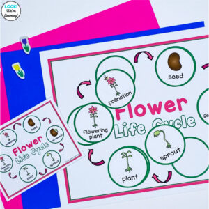 Learning about the Flower Life Cycle