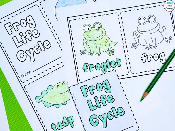 Learning about the Frog Life Cycle